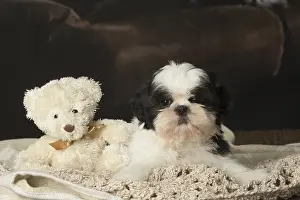Cuddly: Shih Tzu puppy indoors