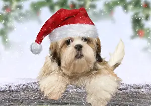 100619: Shih Tzu puppy leaning over snow covered log
