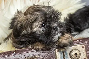 Suitcase: Shih Tzu puppy show from old suitcase, 8 weeks