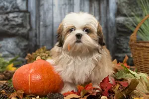 Hallowe En: Shih Tzu puppy outdoors in autumn