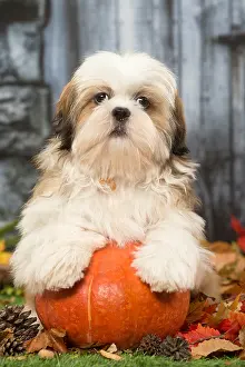 Hallowe En: Shih Tzu puppy outdoors in autumn