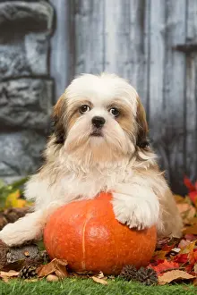 Hallowe En: Shih Tzu puppy outdoors in autumn