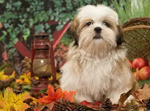 211118: Shih Tzu puppy outdoors in autumn