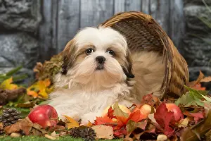 Shih: Shih Tzu puppy outdoors in autumn