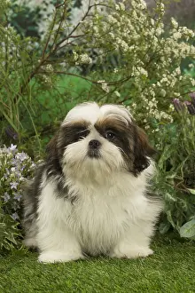 Tzus: Shih Tzu puppy outdoors in the garden