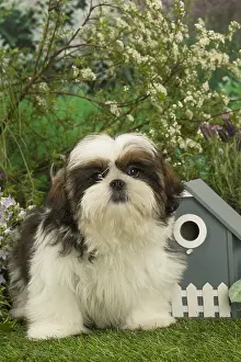 Tzus: Shih Tzu puppy outdoors in the garden