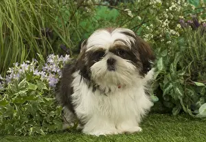 Tzus: Shih Tzu puppy outdoors in the garden