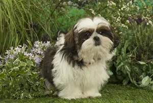 Tzus: Shih Tzu puppy outdoors in the garden