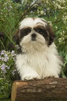 Tzus: Shih Tzu puppy outdoors in the garden