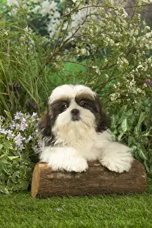 Tzus: Shih Tzu puppy outdoors in the garden