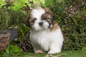 Shih: Shih Tzu puppy outdoors in the garden