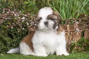Shih: Shih Tzu puppy outdoors in the garden