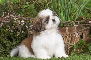 Shih: Shih Tzu puppy outdoors in the garden
