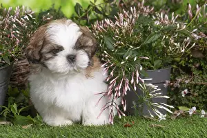 Shih: Shih Tzu puppy outdoors in the garden