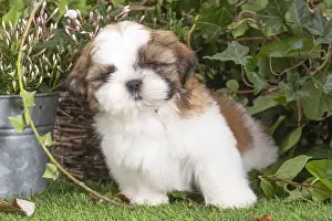 Shih: Shih Tzu puppy outdoors in the garden