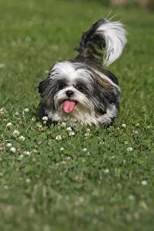 Pulling: Shih Tzu Puppy pulling the tongue lying on a lawn