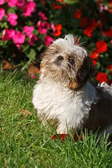 Primroses: Shih Tzu puppy sitting in front of Primrose summer France