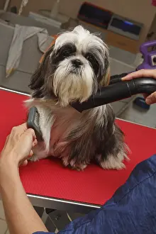 Brushed: Shih Tzu puppy sitting on a table at the groomer Var France