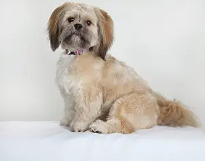 Singly: Shih Tzu, Shitsu dog, sitting up alert