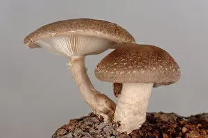 Compost: Shiitake mushrooms