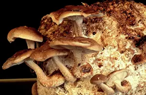 Polypore: Shiitake Mushrooms