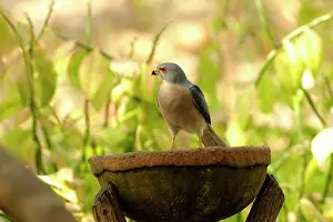 Badius: Shikra