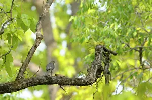 Madhya: Shikra