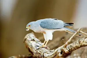Badius: Shikra
