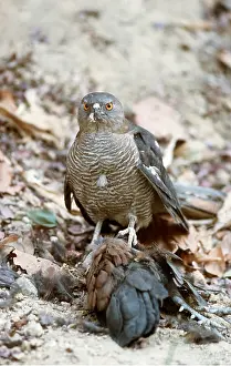 Chris Brunskill: SHIKRA GOSHAWK - with bird prey