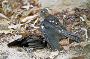 Badius: SHIKRA GOSHAWK - with prey