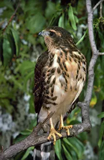 Badius: Shikra hawk