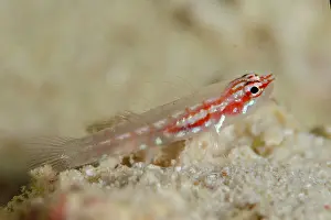 Stripe: Shimada's Pygmygoby - recently described (2010) - Dai North