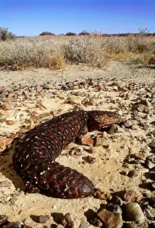 Lizards: SHINGLE-BACK SKINK / Lizard