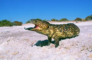 Skinks: Shingle-Back SKINK / Lizard - with mouth open and tongue out