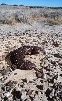 Lizards: Shingle-Backed Skink / Lizard