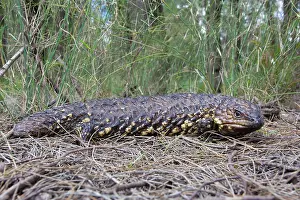 Skinks: Shingleback Lizard