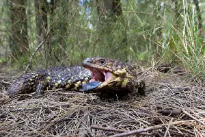 Skinks: Shingleback Lizard