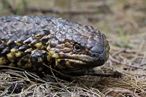 Skink: Shingleback Lizard