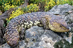 Rugosus: Shingleback / Pincone / Sleepy LIZARD / Bobtail