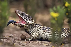 Shingle: Shingleback Skink