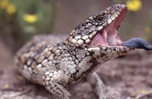 Rugosus: Shingleback Skink