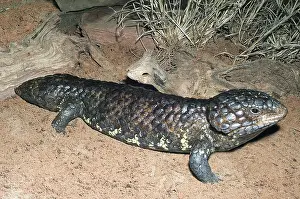 Reptilian: Shingleback Skink