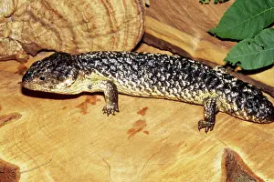Scincidae: Shingleback Skink