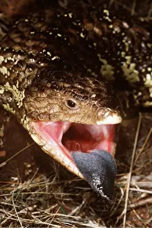 Lizards: SHINGLEBACK SKINK / Lizard - with open mouth, showing tongue