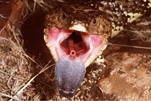 Lizards: SHINGLEBACK SKINK / Lizard - with open mouth, showing tongue