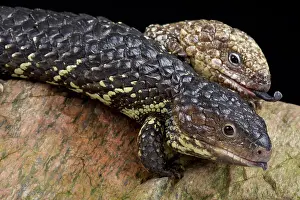 Skink: Shingleback skink (Tiliqua rugosa rugosa)