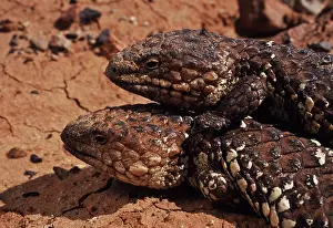 Skinks: Shingleback Skinks