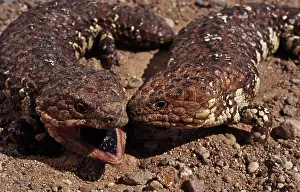 Skinks: Shingleback Skinks