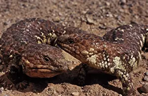 Skinks: Shingleback Skinks