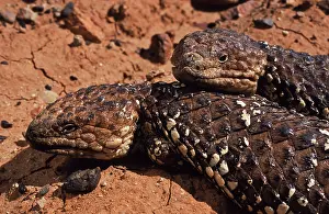 Skinks: Shingleback Skinks